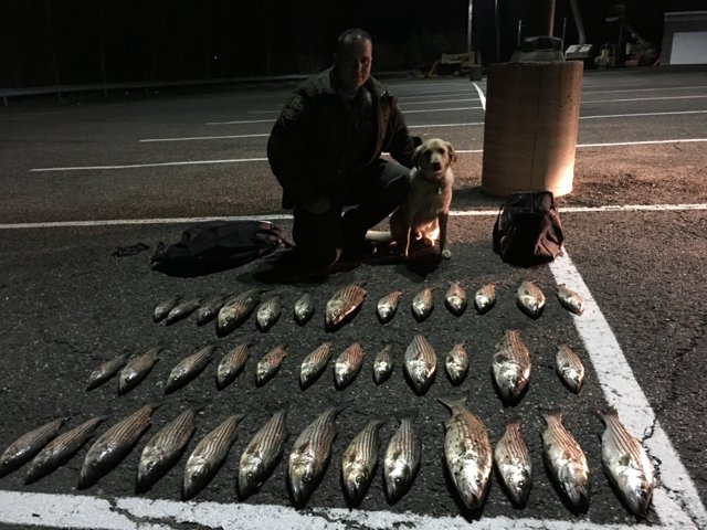 CTEnConPolice's tweet photo. EnCon Police arrest 4 fishermen w/ 38  striped bass on Housatonic River. K-9 Ruger helped find the illegal fish https://t.co/8pSyNUBdI0