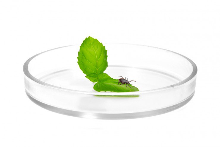 Tekenziekten's tweet image. Researchers investigate four promising new treatments for #Lyme disease. northeastern.edu/news/2016/03/r… #tickalert