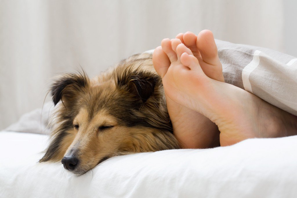 MayoClinic's tweet photo. Pets, not pills. Watch today's Mayo Clinic Minute on how pets can help keep us #healthy https://t.co/Cn9H7ZAt5Q https://t.co/HHC6UOU7Sv