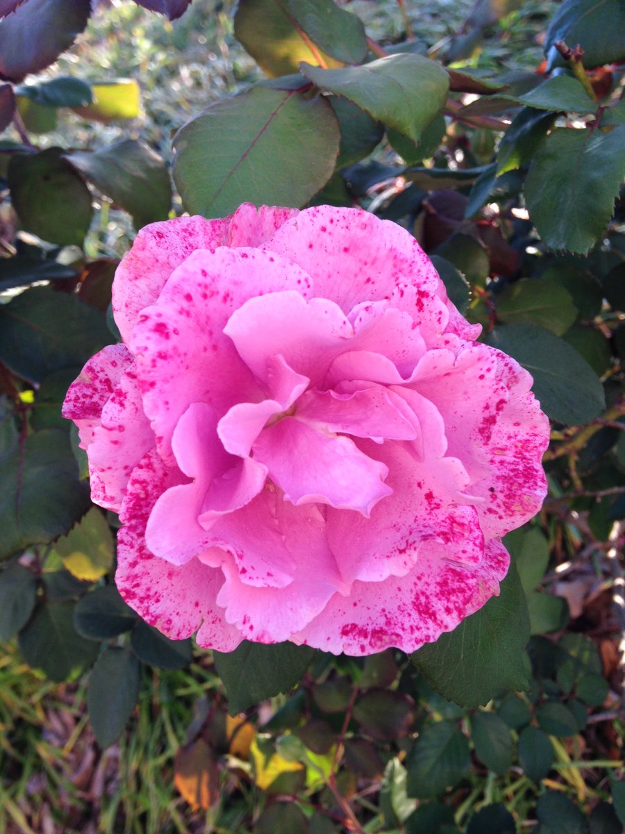 lexymcpherson's tweet photo. G mornin 🌸😊 #NoFilter2016 https://t.co/zi8wzDki9p