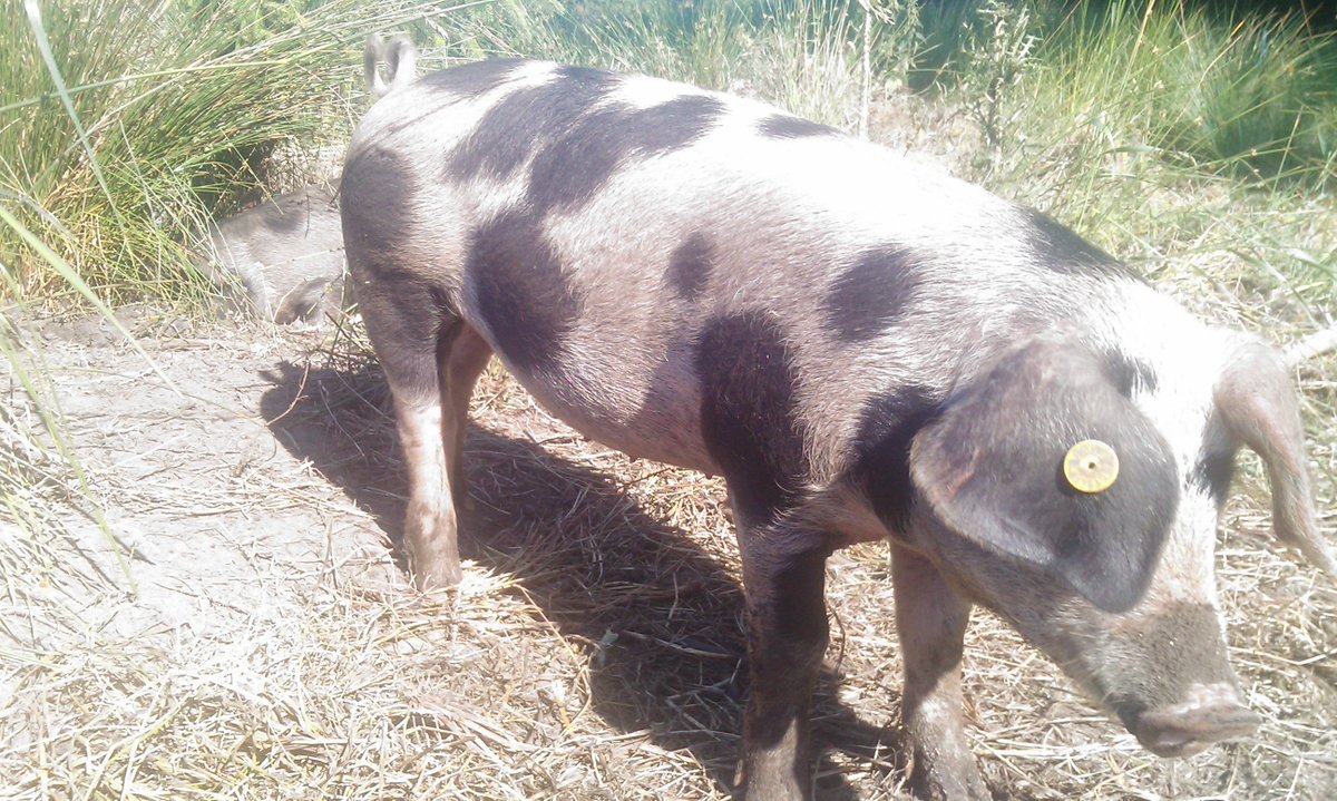 Wil je eens anders met vlees bezig zijn? Ga het gesprek aan! vlees.nl/algemeen/nieuw…
