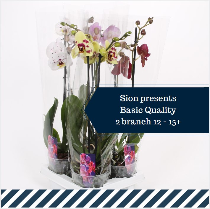 SionOrchids's tweet photo. Introducing #basicquality with our new #Sion label https://t.co/11pjLRLXe5