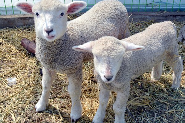 칠곡양떼 목장은 개장한 지 얼마 되지 않았지만 아주 멋진 여행지랍니다~ 그럼, 칠곡양떼 목장의 아름다운 풍경을 즐기러 떠나 보실까요~  #칠곡양떼목장 #건초주기체험 #동화속풍경 #칠곡여행