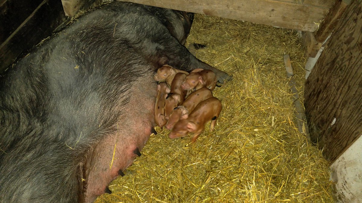 CummerRc's tweet image. New litter of piglets at the farm #bacon
