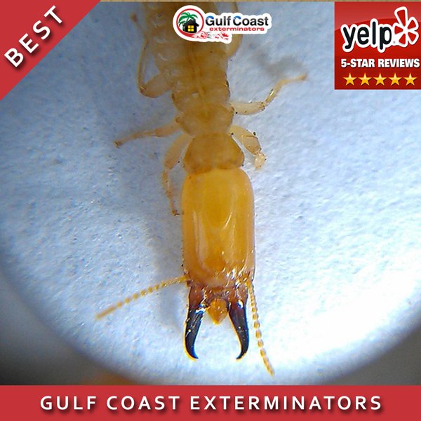 GCEPests's tweet photo. Eastern Subterranean #Termite Soldier. We provide effective #Houston Termite Control https://t.co/Gh2CYO1pVo https://t.co/YVWGgm0ob1