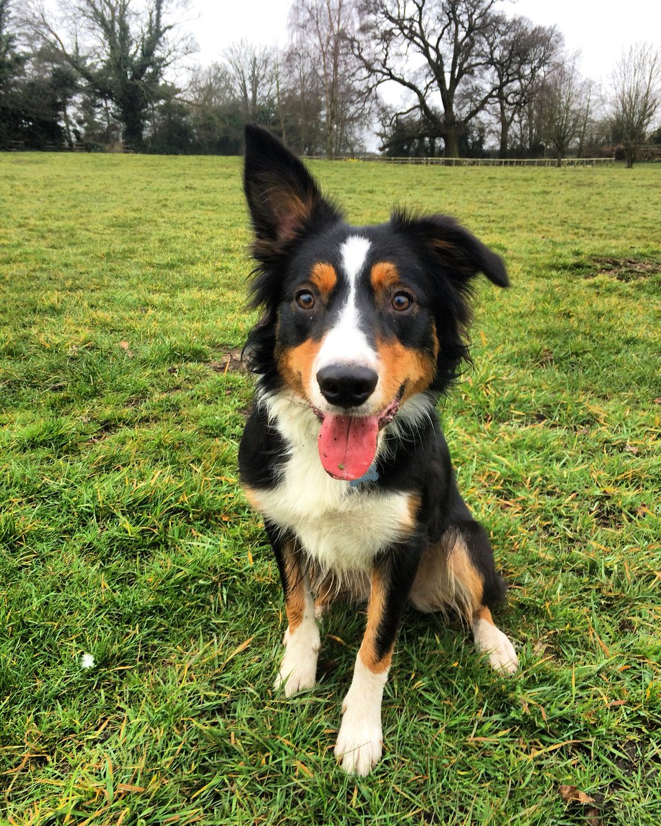 izzy_bellamy's tweet photo. Early morning walks aren't so bad when you see this little face https://t.co/loS5vScjVq