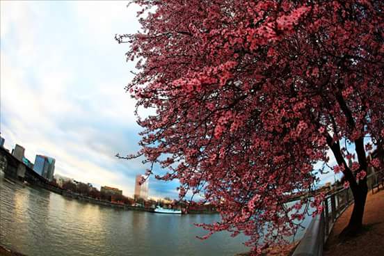 IhBucharest's tweet photo. #springinbucharest #bucharest #beautifulbucharest https://t.co/OFGqZwOsPb