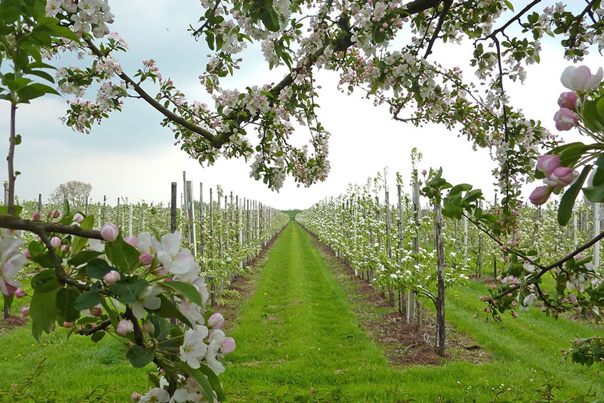 De lente! De fruitbomen lopen uit. Het team van #STUDIO19c werkt met plezier aan #inspirerende concepten.
