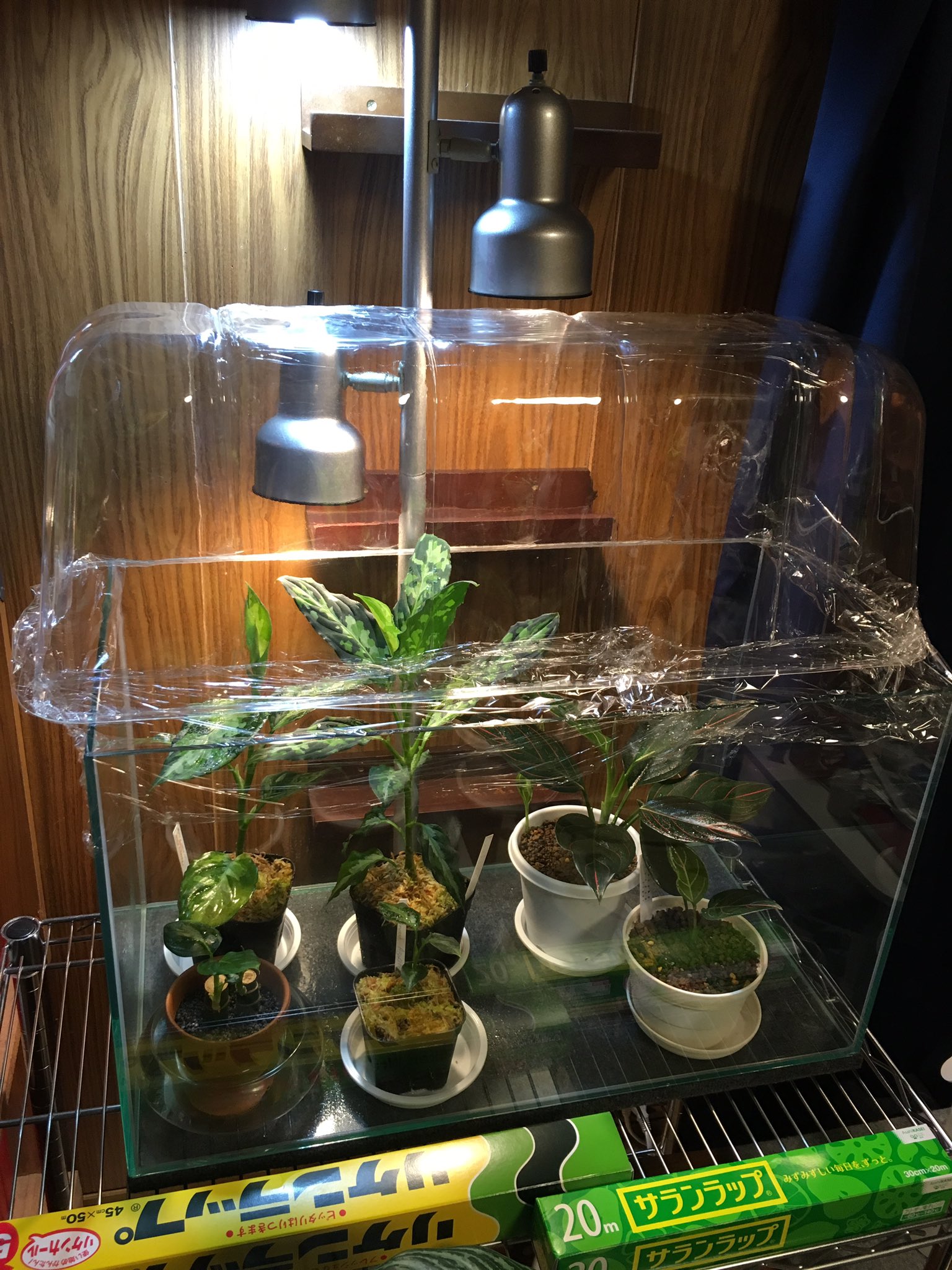竿師大野 水槽より背が高くなっていたトリカラー しばらく室内で育てていたが ホームセンターで 苗ドーム なる便利なアイテムを発見 隙間をラップで塞いで簡易温室完成 アグラオネマ Aglaonemarotundumtiger T Co Cxycrdzook Twitter