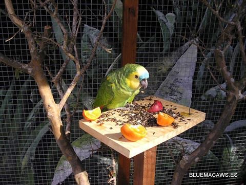 bluemacaws's tweet image. Las pipas en la dieta de los loros. Por Anna Bertó.
bluemacaws.es/las-pipas-en-l…