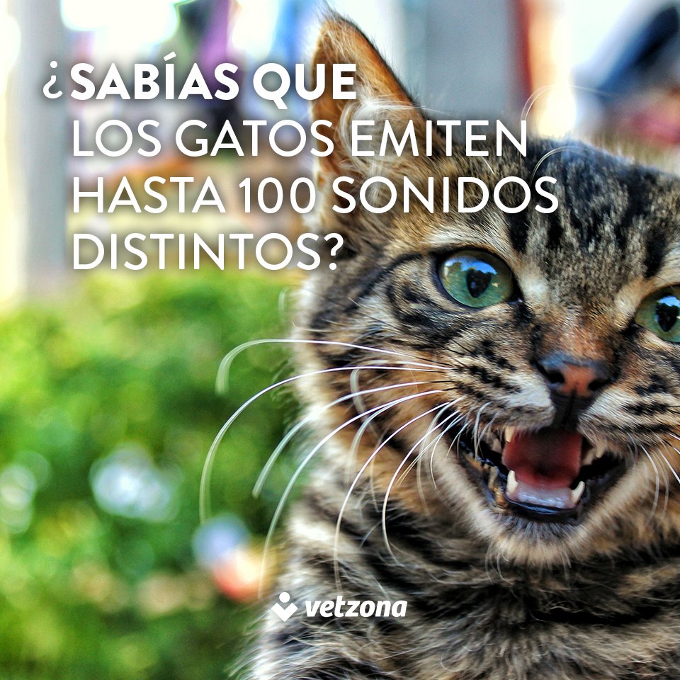 vetzona's tweet photo. Los gatos son capaces de emitir unos 100 sonidos diferentes y los perros sólo pueden emitir 10. #curiosidadvetzona https://t.co/8KkmS6gbqV