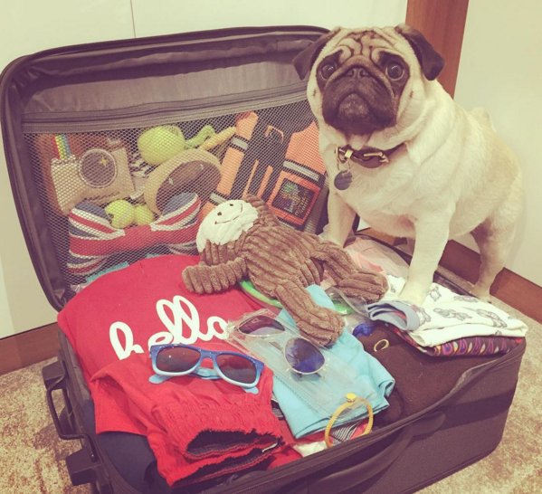 #TeamTanami are very excited to set off tomorrow for our latest shoot with this cute little guy! #MakingVideoSocial