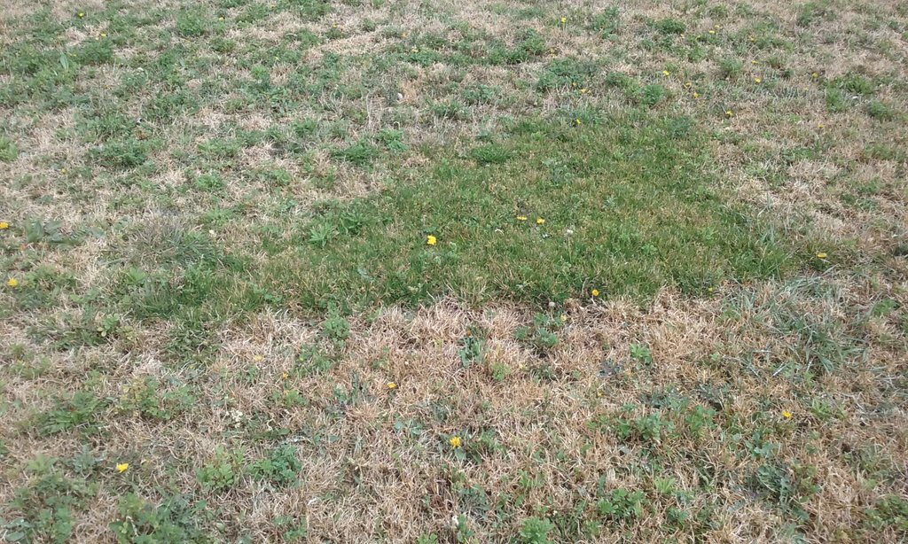 Aquí una prueba de la eficacia de nuestro producto KERB FLO en alfalfa!!!para que veáis la falta como se nota!!!