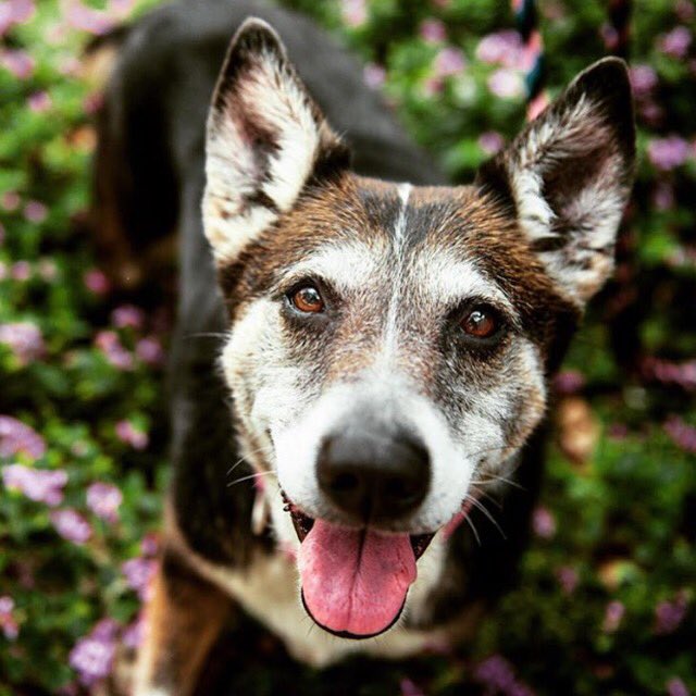 AnimalsOfAustin's tweet photo. Check out the beautiful @austinanimals volunteer #photography work by Amalia Diaz on https://t.co/dm7CyM8hCT #atx https://t.co/odV5DaJ6G8