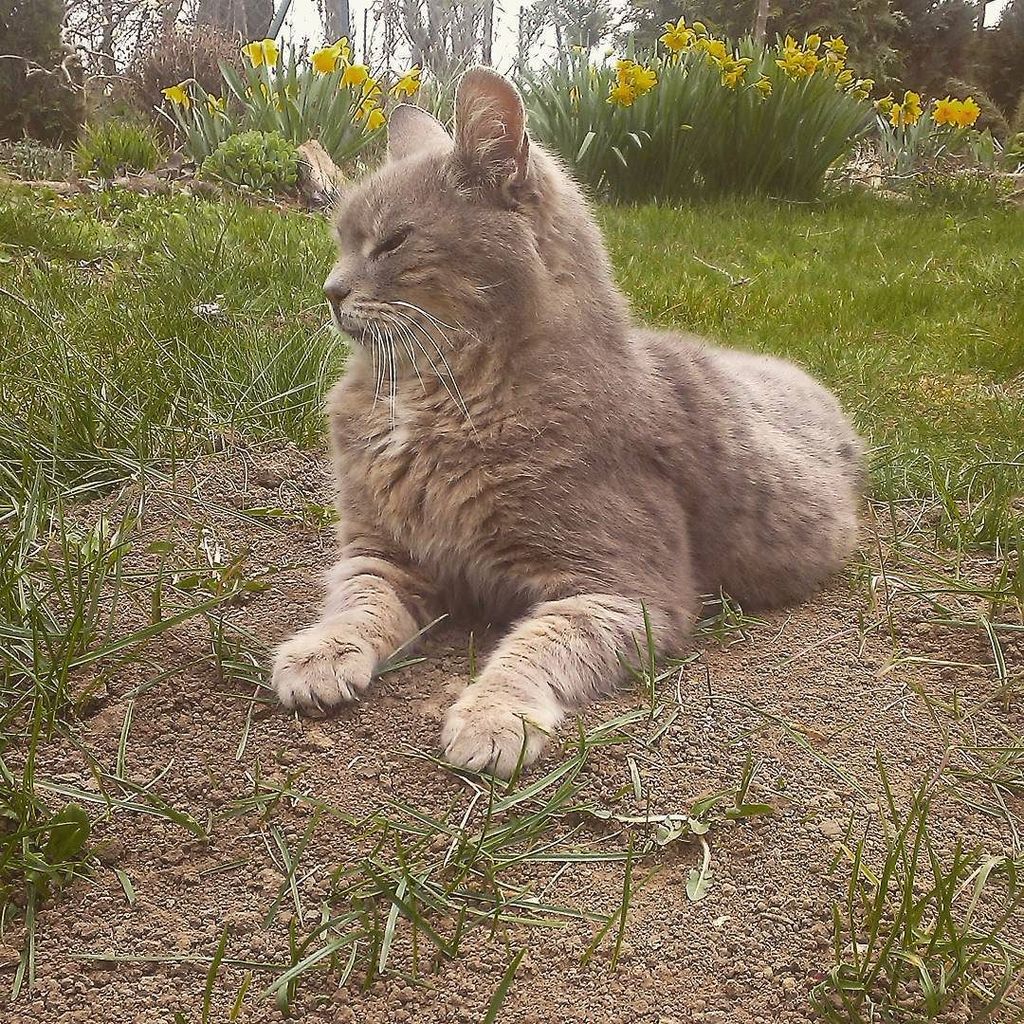 Chatchatcatcat's tweet image. #cat #garden #outsidecat #kocur #outside #nature #spring #springistime #flowers #catlover #instacat #catsgram #moew…