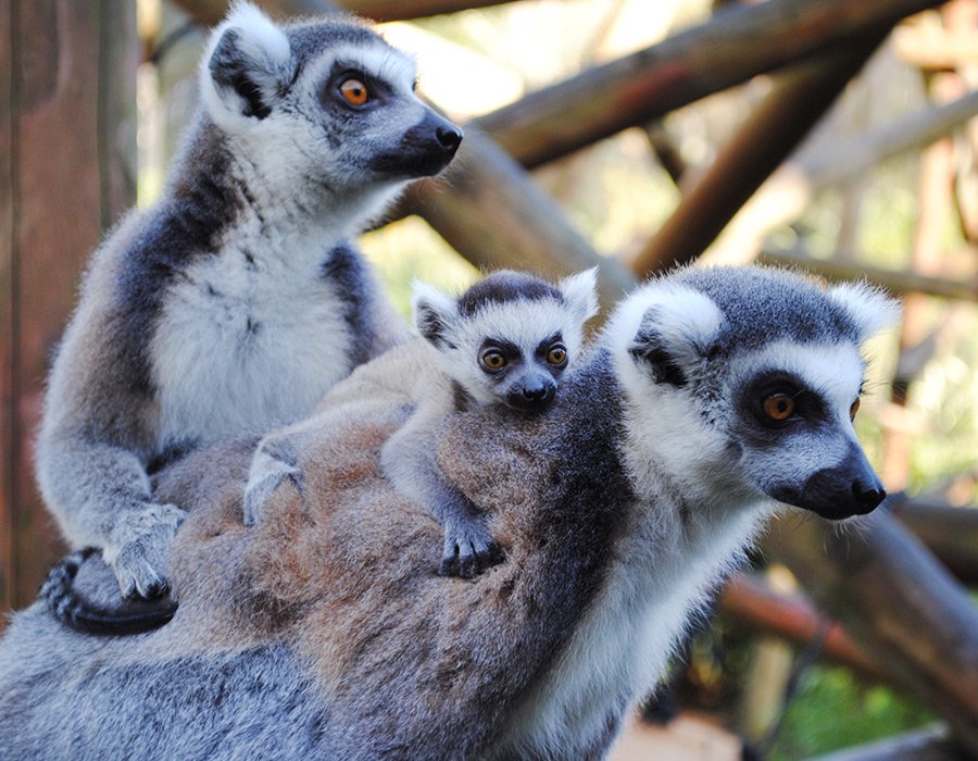 Colchester Zoo (@colchesterzoo) on Twitter photo Our ring- tail lemurs are leaping into Spring with 3 new arrivals! Find out more here> colchester-zoo.com/explore/news/a… Our ring- tail lemurs are leaping into Spring with 3 new arrivals! Find out more here> colchester-zoo.com/explore/news/a…