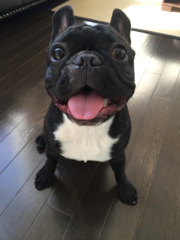 vetsplusmore1's tweet photo. #vetsplusmore just a happy little guy https://t.co/VNUMzGEQ4u