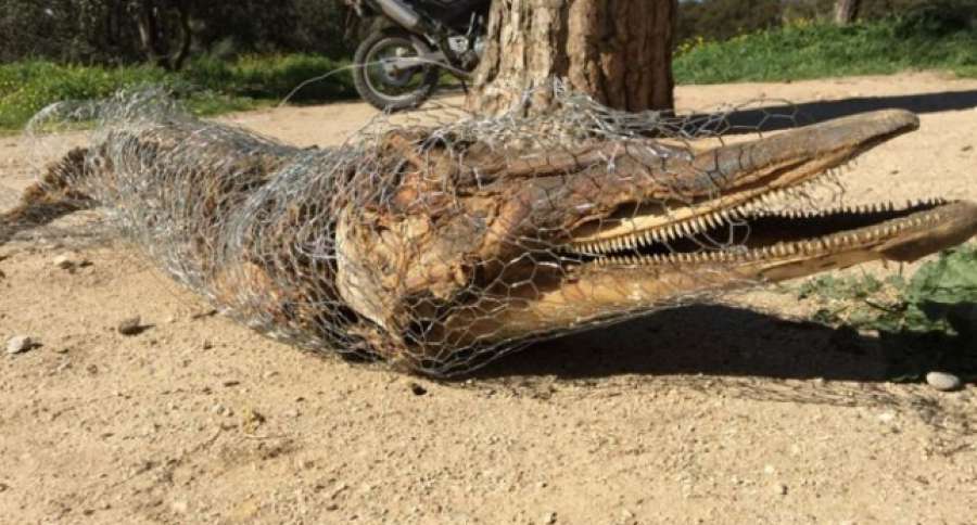 A3Noticias's tweet photo. El misterio del delfín hallado en la Casa de Campo de Madrid sigue sin resolverse https://t.co/QMMVOJvoqL https://t.co/WgthCnaeUz