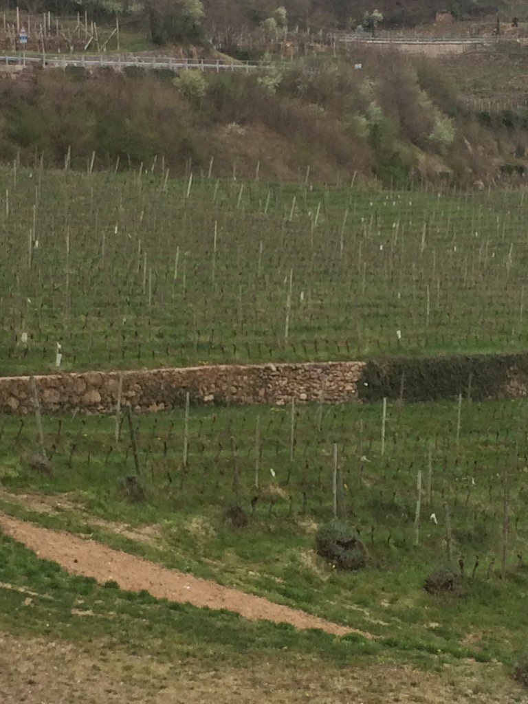 sofiarocchelli's tweet photo. #vigneto #bio e #biodinamico a #MasoFranch @CantinaLaVis tra api e cinciallegre #Trentino https://t.co/olx8rNqUh7