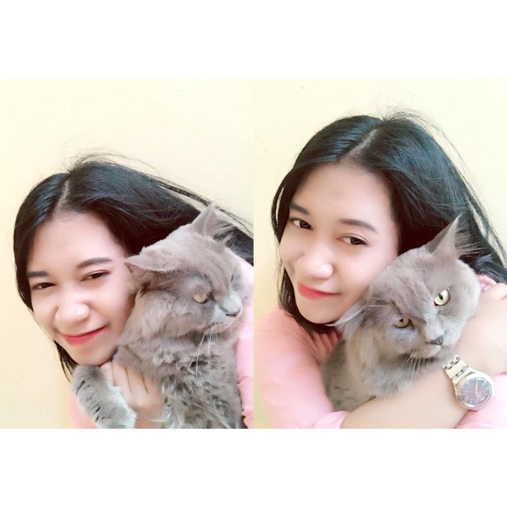 Keterangan dr ownernya kucing ini di hibahkan, alasan terlalu banyak kucing #grupwhatsapp