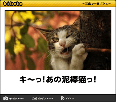 あの猫ちゃんすっごく疲れてる どうしたんだろう 今日の ボケて 4月7日 Togetter あの猫ちゃんすっごく疲れてる どうしたんだろう 今日の ボケて 4月7日 Togetter