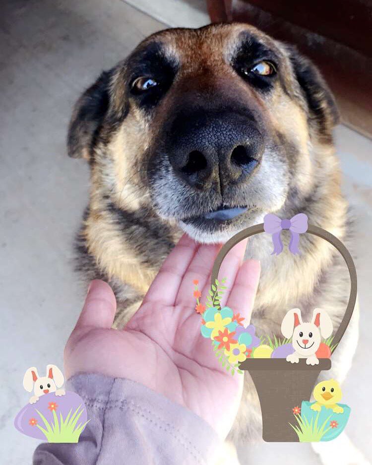 IRateDogs tweet media