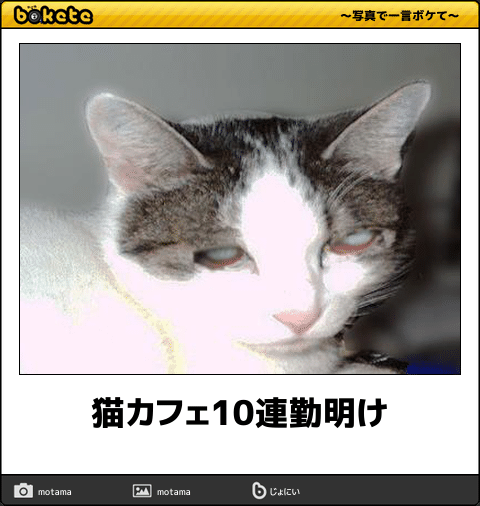 ボケて Bokete 公式 猫カフェ10連勤明け ボケて T Co P4qzdjjxfu T Co I5lgdjunkw