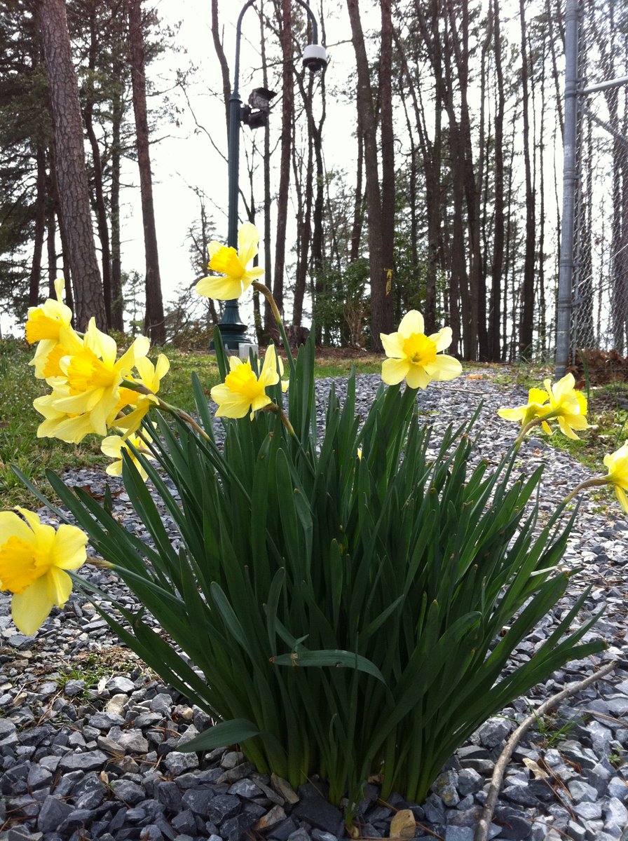 JThormam's tweet photo. It's spring! https://t.co/3s4WDru05W