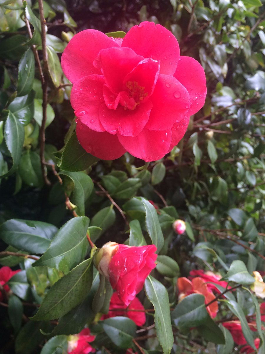 Idee per il week end? che ne dite di venire a conoscere i segreti delle nostre camelie e degustare un po' di tè?!