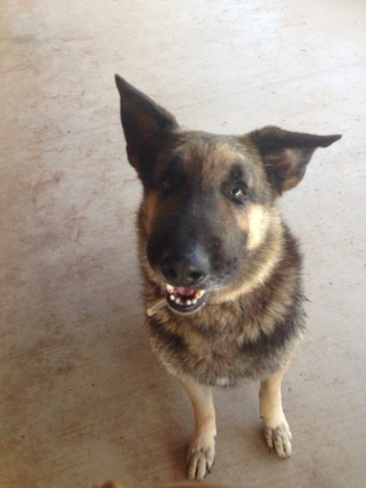 IRateDogs tweet media