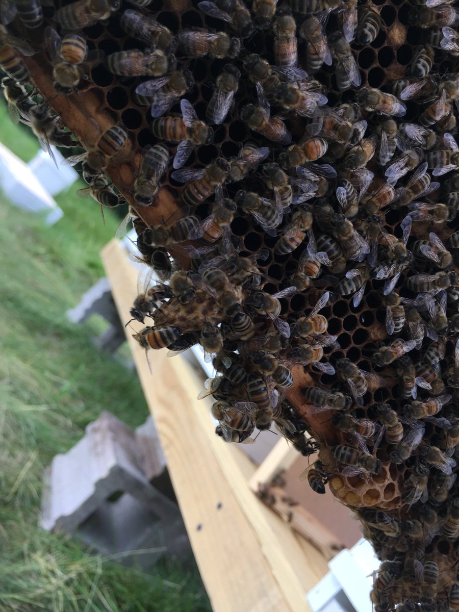 Advice on queen cells. Pinching vs. keeping: honeybeesuite.com/destroy-extra-… #beekeeping #honeybees