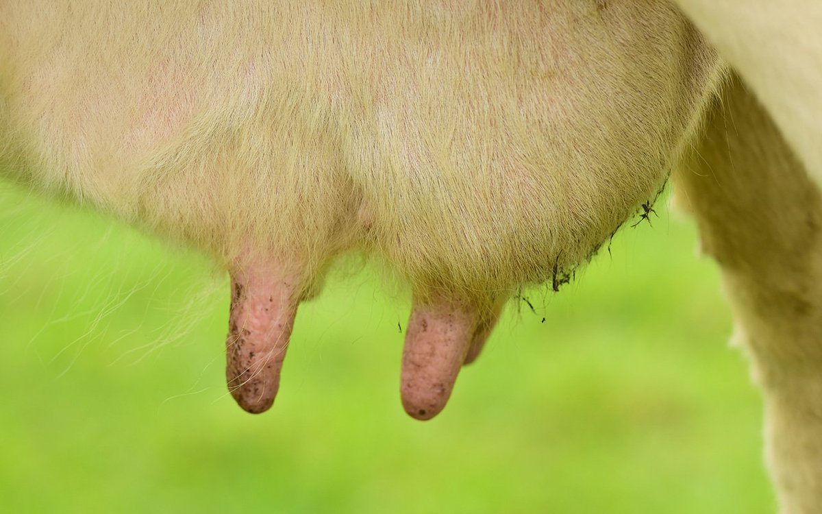 ClickHole's tweet photo. Youโre A Farmer! Can You Squeeze The Milk Out Of All The Animals? https://t.co/korK24Tc1x #ClickVenture https://t.co/srwy8xh3Im