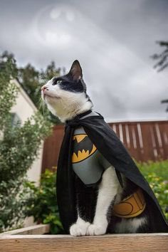 bubbaanna's tweet photo. @bathcatleon Did you leave your cape at home then? https://t.co/S7yX3XE9EC
