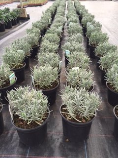 Gorgeous 2L Lavender Munstead ready to go! Contact Alan @innergreen2016 for full details from Nick <a href="/MIGBLandscapes/">Team Turf</a>