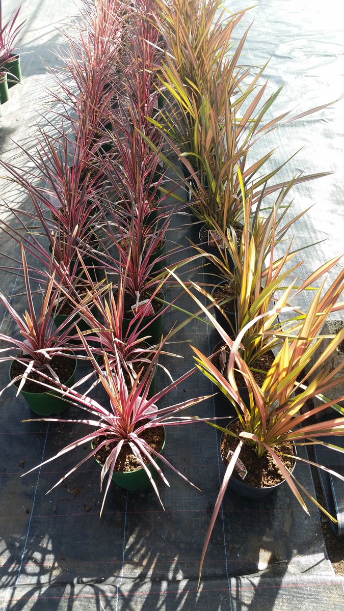 For a wonderful selection of mainly British grown plants contact Alan @innergreen2016 by Nick <a href="/MIGBLandscapes/">Team Turf</a> #87RT