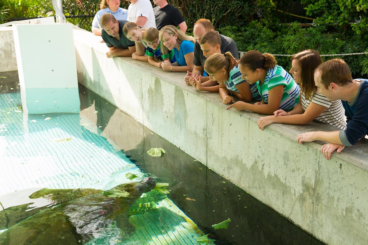 MickeyXtreme's tweet photo. @SeaWorld “Turns Park Inside Out” with
New Viewing Opportunity for Manatee Rescue &amp; Rehabilitation #SeaWorldRescue https://t.co/7rzxGswHGR