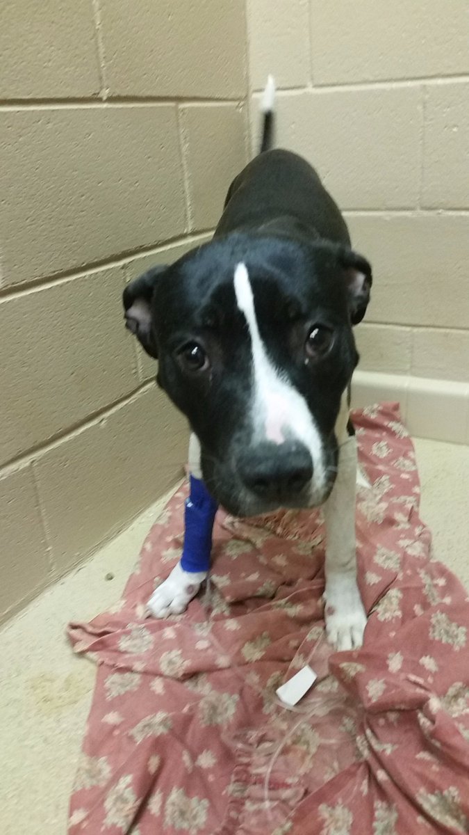 VETFundInc's tweet photo. We're officially collecting donations!  Donate now to help save Oreo, a puppy that needs emergency surgery today! https://t.co/YqImiKkQSL