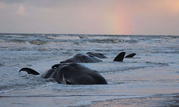 dtdchange's tweet photo. Whales are starving – their stomachs full of our plastic waste
https://t.co/qpjlR3VLM3 #pollution https://t.co/JOTfx6Oa6k