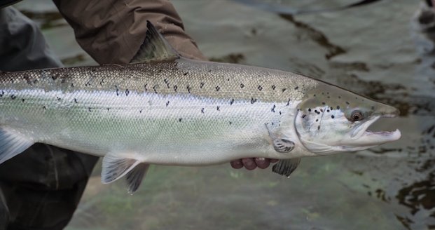 Norway’s River of Gold: The #AtlanticSalmon of the Gaula
bit.ly/1VTvDJd
via @PhilMonahan
#FlyFishing