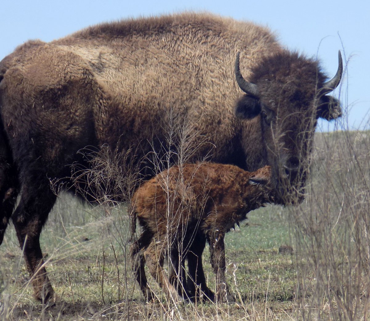 Nature_OK's tweet image. Via @tulsaworld - Family witnesses first #bison of season born at Tallgrass Prairie Preserve tinyurl.com/firstbison