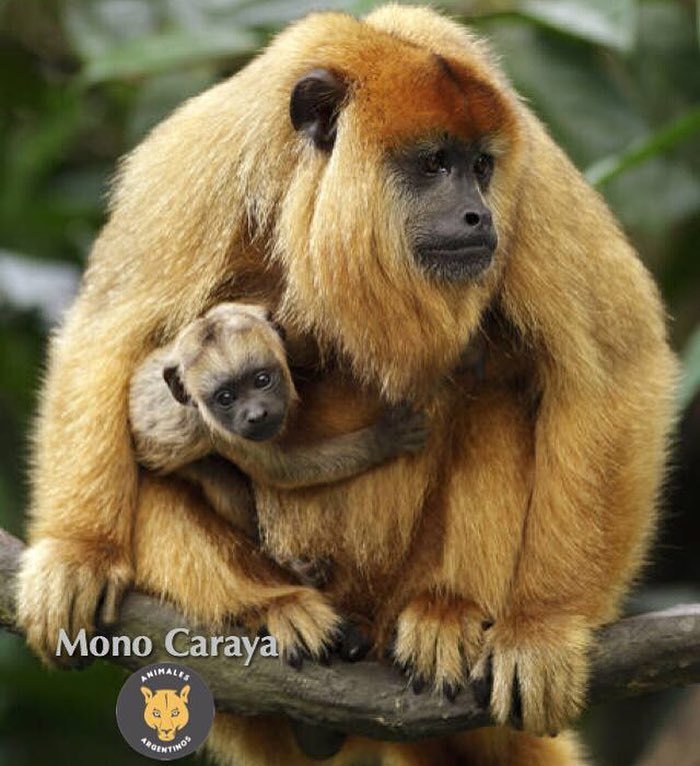 Rescatan a una mona Carayá en Manantial: será llevada a una reserva 6 CezsuOPXIAAv10S