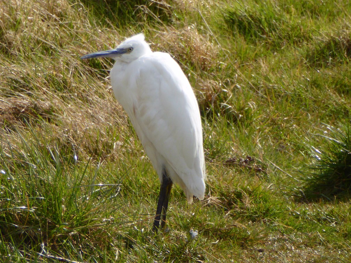 alisonblair30's tweet image. Avocet and Little Egret at Tyninghame and Little Egret Belhaven @birdinglothian @LTNBirdNews