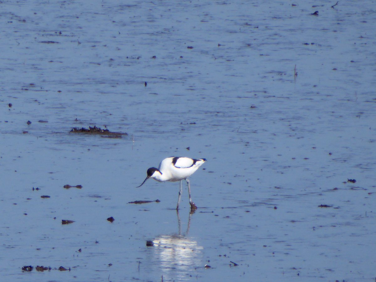 alisonblair30's tweet image. Avocet and Little Egret at Tyninghame and Little Egret Belhaven @birdinglothian @LTNBirdNews