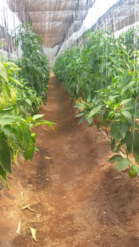 Agrobolivar_'s tweet photo. #Ahora @jnrmarchan, presidenta de @Agrobolivar_ imparte Taller de Producción de Hortalizas a produtores agrícolas https://t.co/lfB0xYLtzB