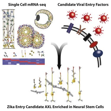 New #Zika paper - Kriegstein lab, single cell analysis highlights likely accomplice on NSCs bit.ly/1PFMvf2