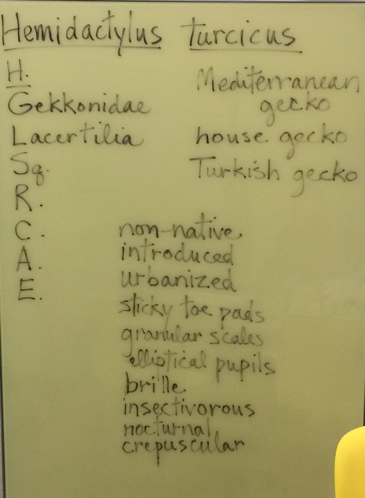 OrgOfTheDay's tweet image. #medgecko