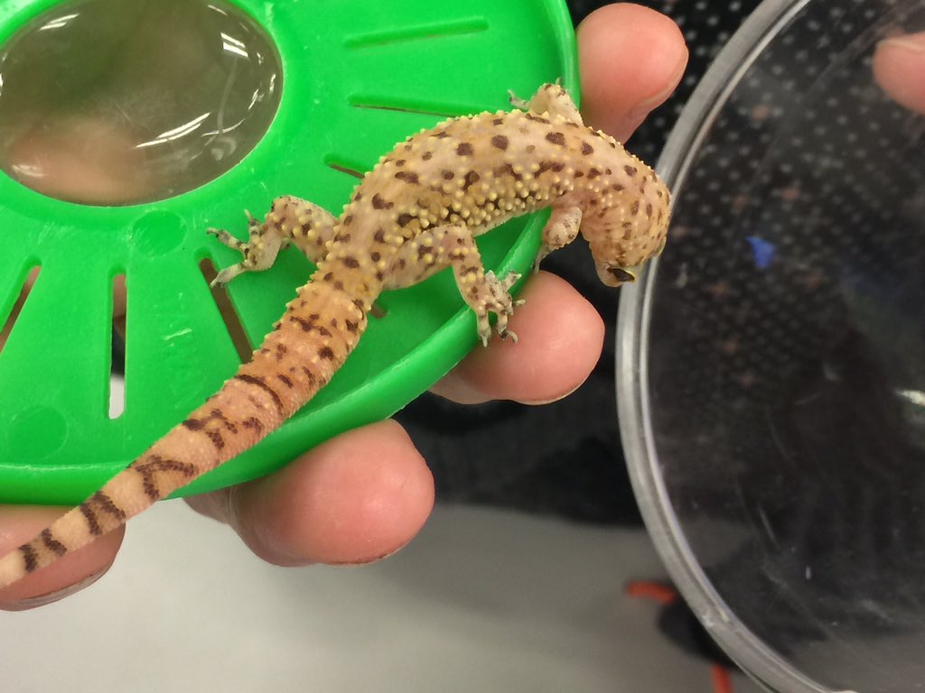 OrgOfTheDay's tweet image. #medgecko