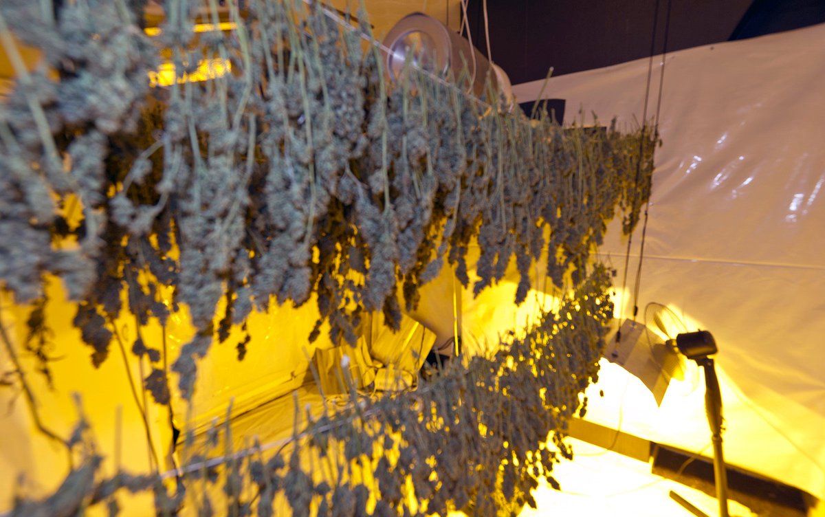 MerseyPolice's tweet photo. A cannabis farm was discovered in Litherland as part of this morning's dawn raids across Sefton https://t.co/JrGD1zYnRY