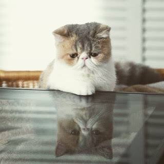 はこ ドラマの オトナ女子 に最近ハマっているのですが それにでてくる猫ちゃんがかわいくて癒し ドラマで呼ばれているお名前は ちくわ このネーミングセンスも込みで好き T Co Ohh7r19ujw Twitter はこ ドラマの オトナ女子 に最近ハマっているのですが それにでてくる猫ちゃんがかわいくて癒し ドラマで呼ばれているお名前は ちくわ このネーミングセンスも込みで好き T Co Ohh7r19ujw Twitter