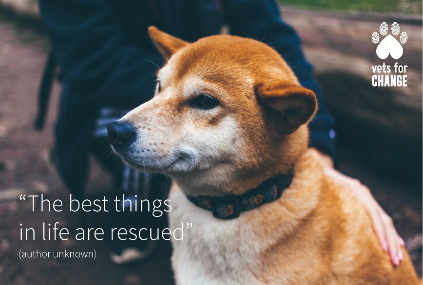 Vets_Compassion's tweet photo. Share the love: We are paving the way for compassionate & humane treatment of stray animals in China. #vetsforchange https://t.co/bqOPsZVtIR
